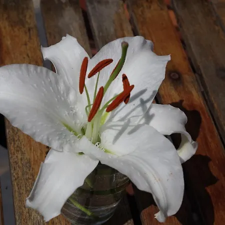 Haus Silke Am Nyaraló *